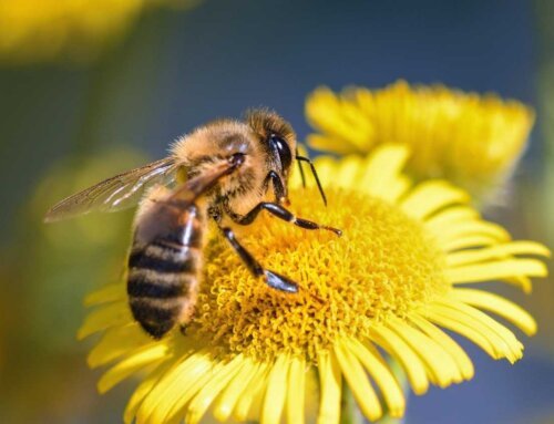 Arı Allergiyasının Simptomları