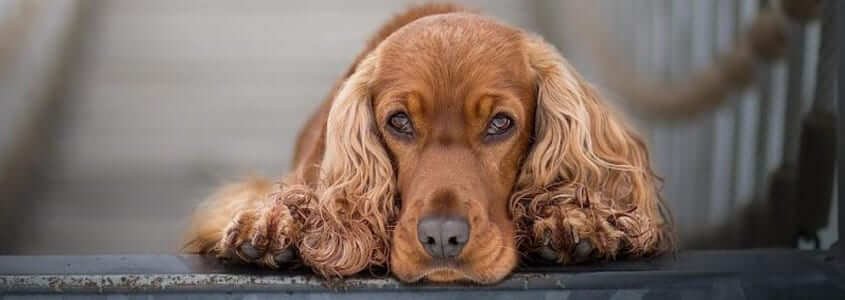 İngiliz Cocker Spaniel (English Cocker Spaniel)