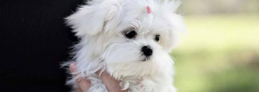 Malta Köpeği